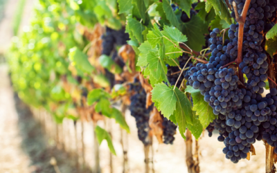 Sweet, easy, and obstacle free