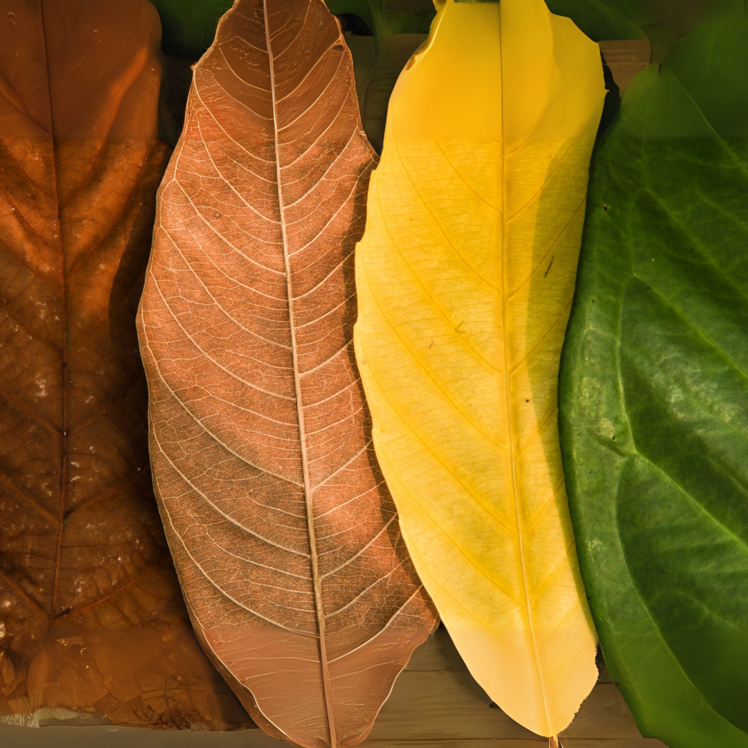 The leaves’ colors represents different seasons