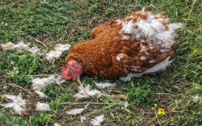 What forty dead chickens taught me about playing small